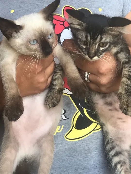  gatinhos fofos para adoção