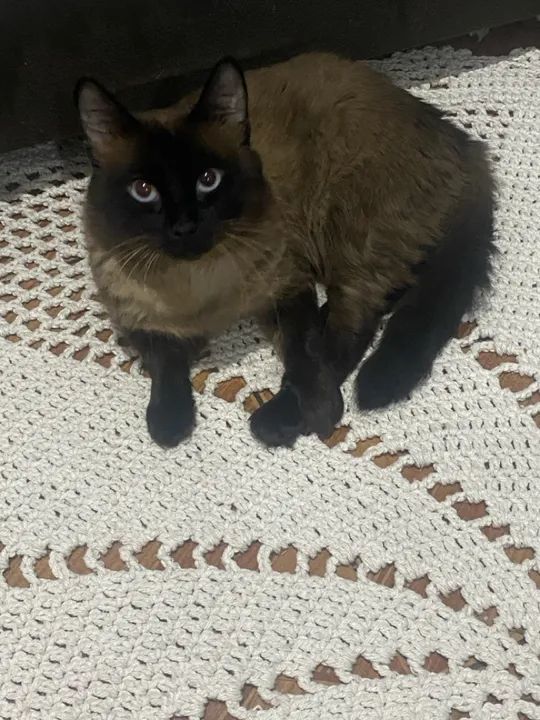 Gato Siamês disponível para adoção - Foto 2