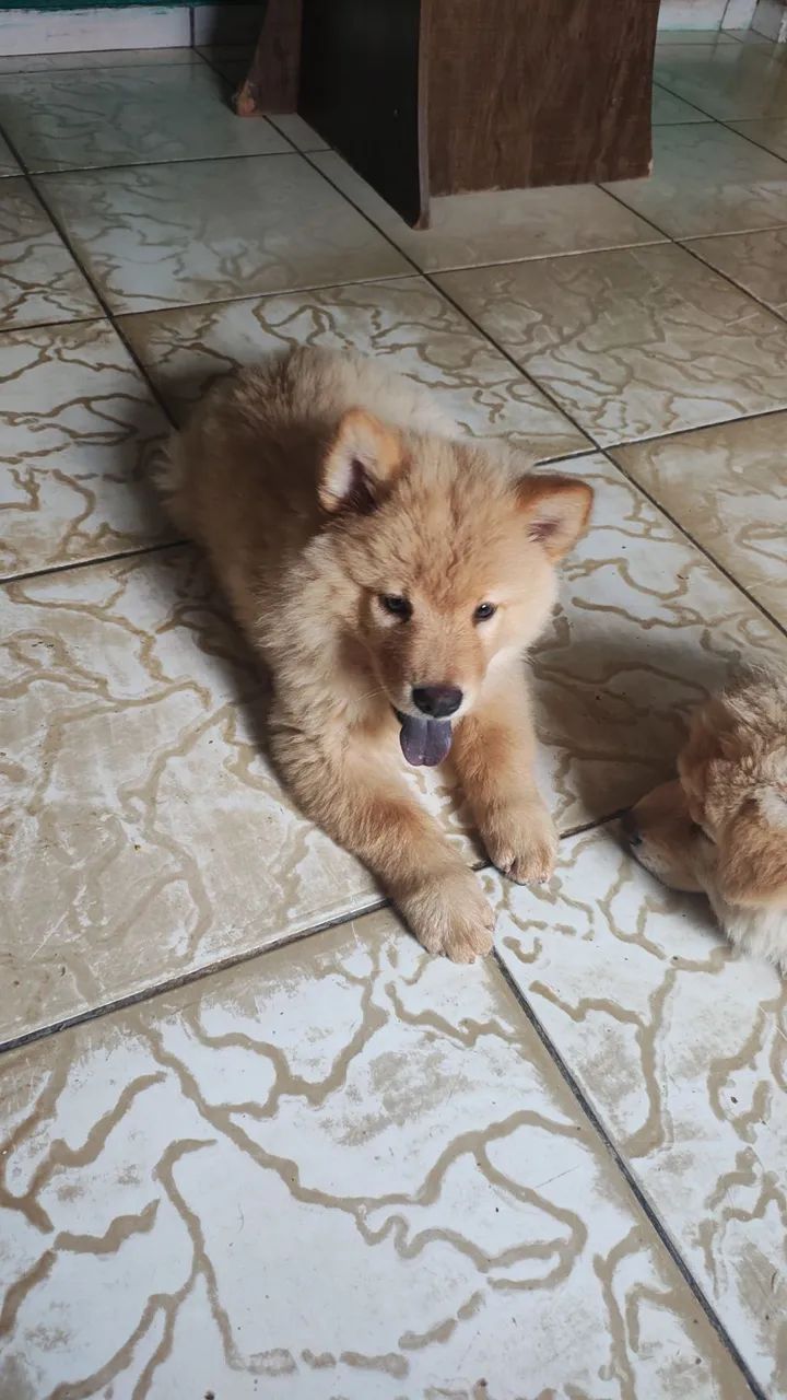 Ainda tenho Chow Chow !