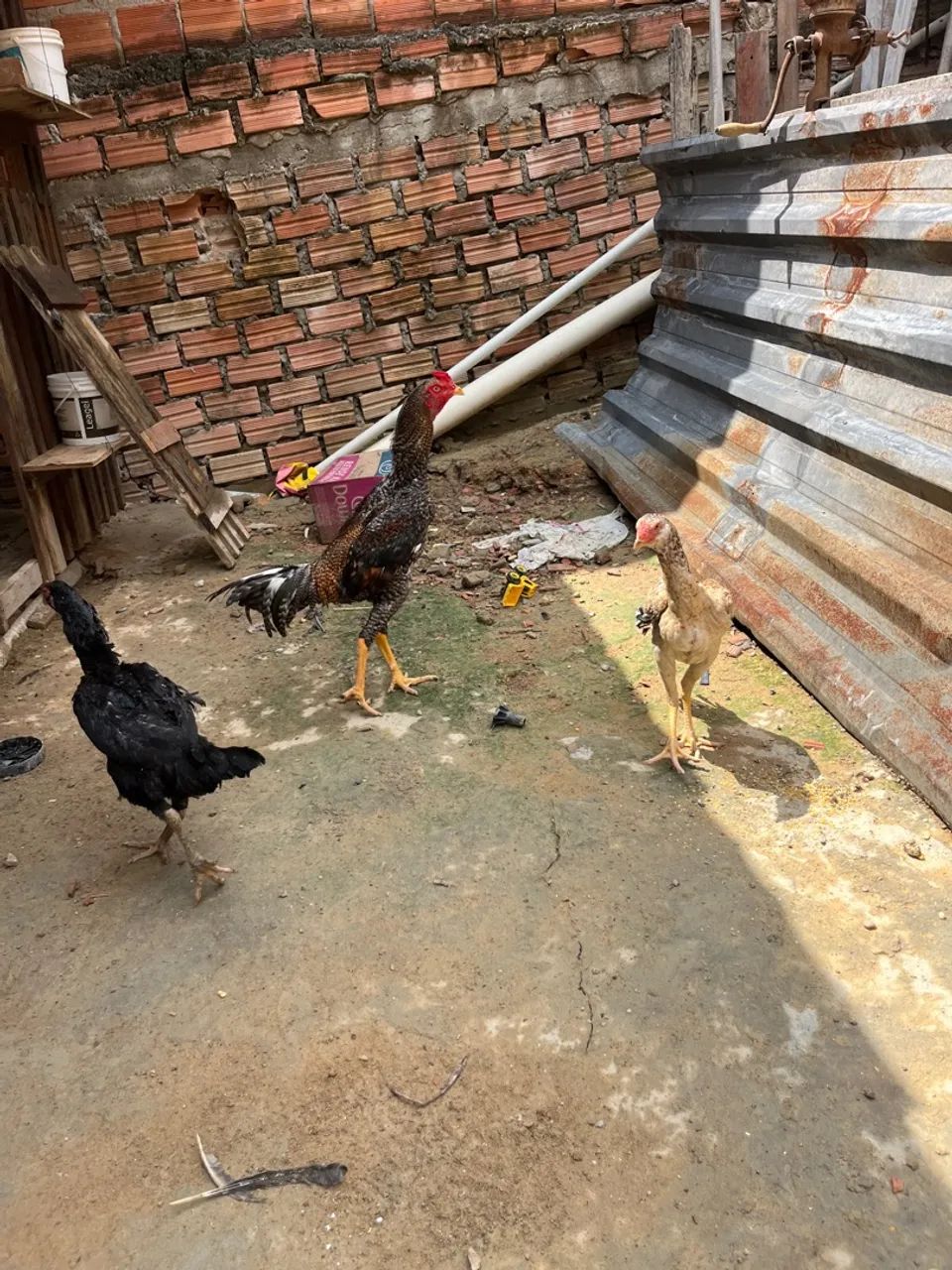 Galo carioca - Foto 2