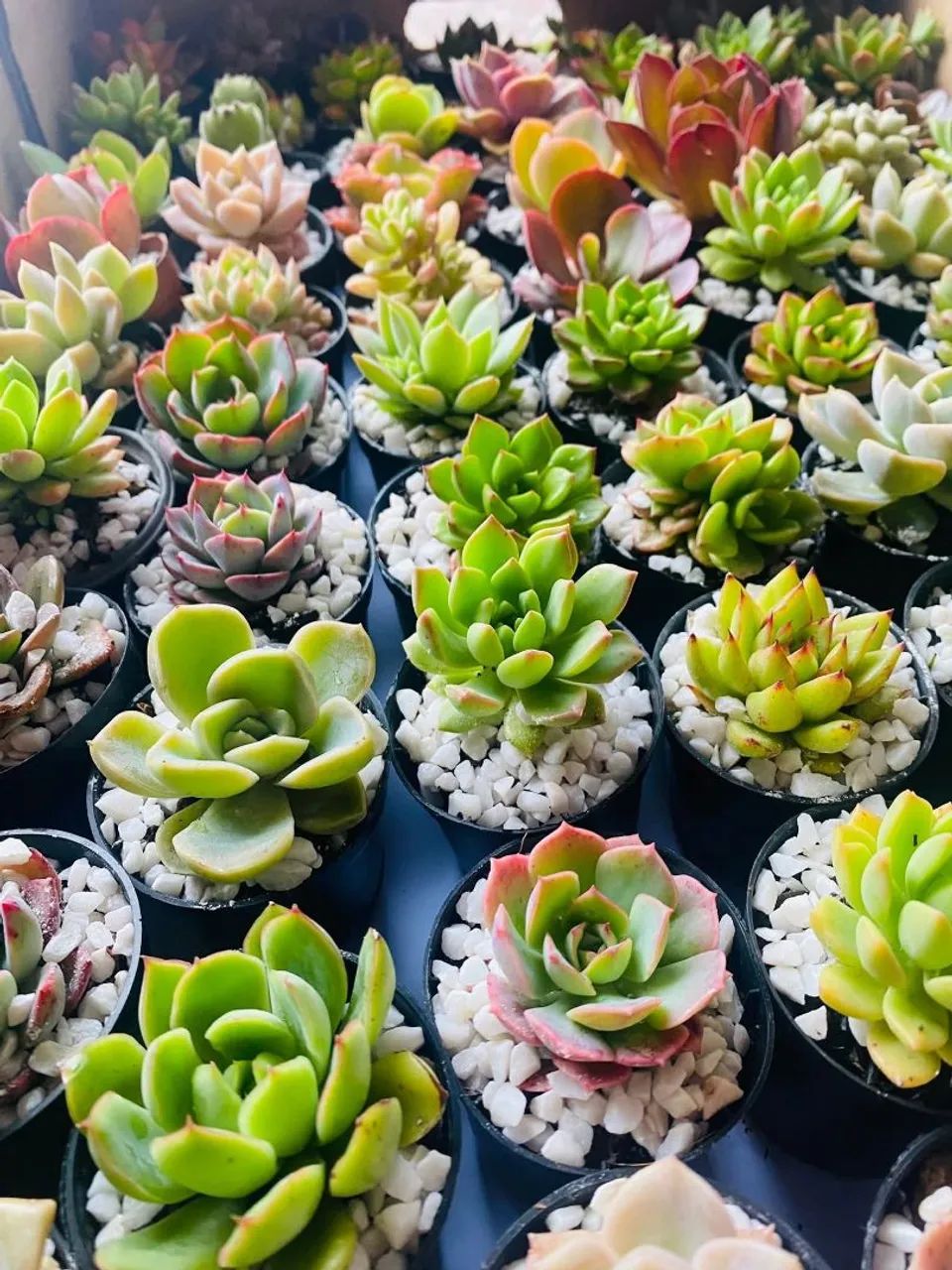 Suculentas 64294297664643124