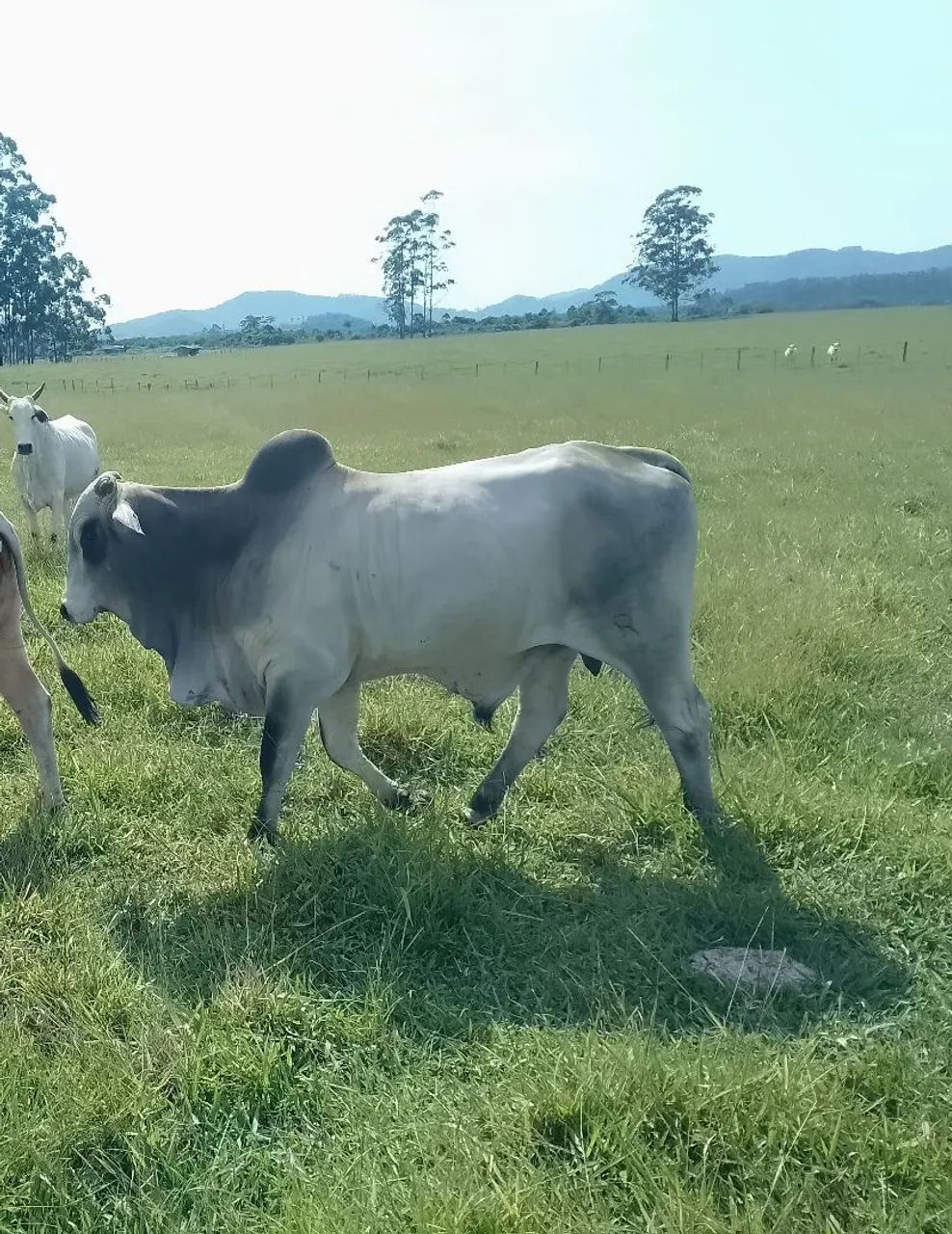 Touros Nelore PO - Foto 5