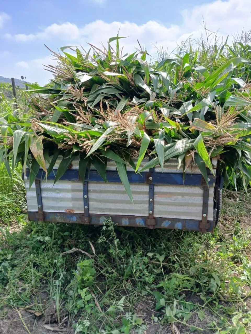 Silagem com bastante milho  - Foto 5