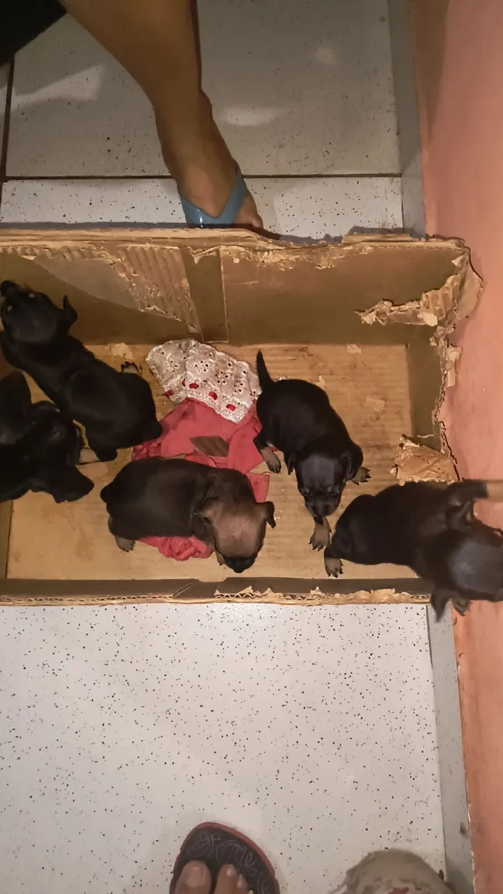 Filhotes de Pinscher disponíveis para venda, legítimos, 350 reais na promoção.