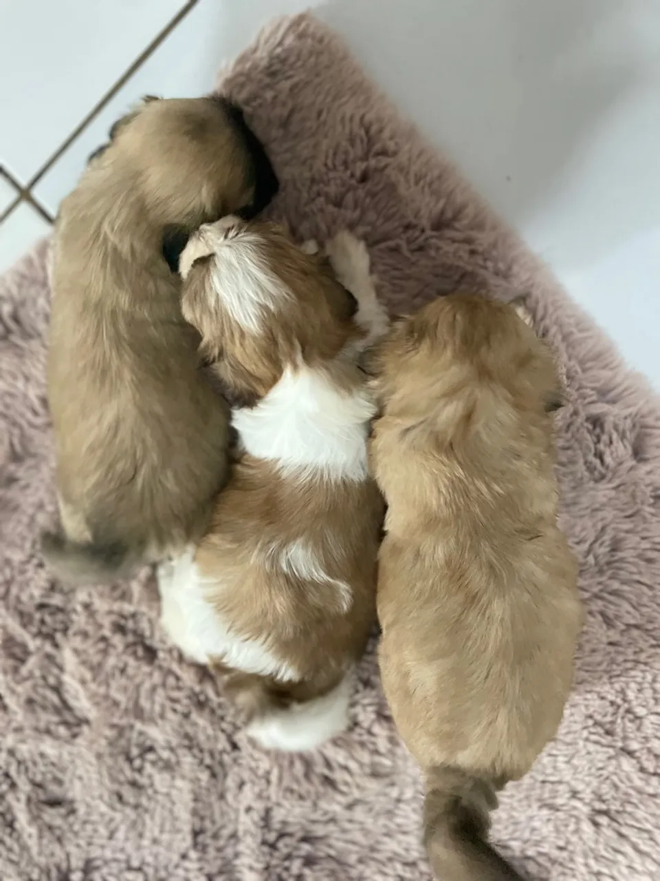 4 filhotes de Shih Tzu