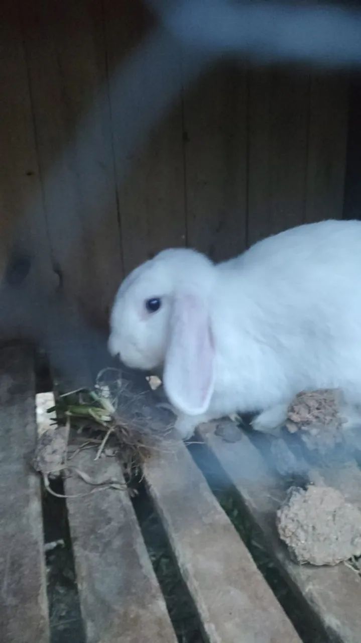 OPORTUNIDADE! MATRIZ (MINI COELHO) MINI LOP - OLHOS AZUIS