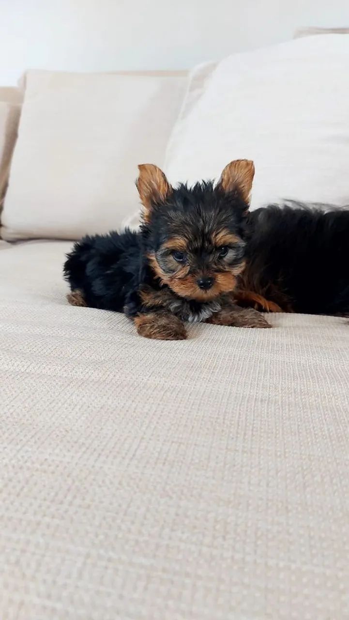 Yorkshire Terrier Filhote  - Foto 2