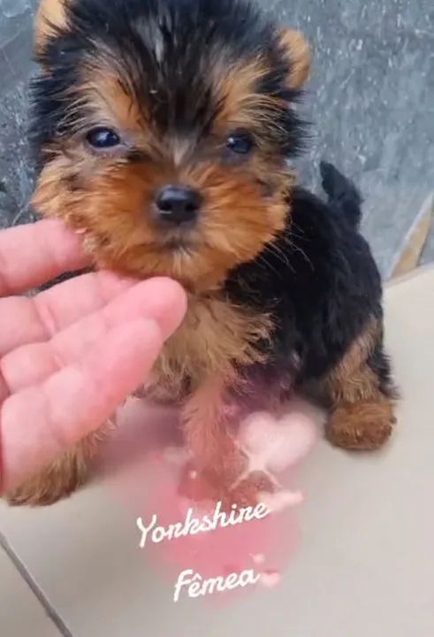 Filhotes de yorkshire 