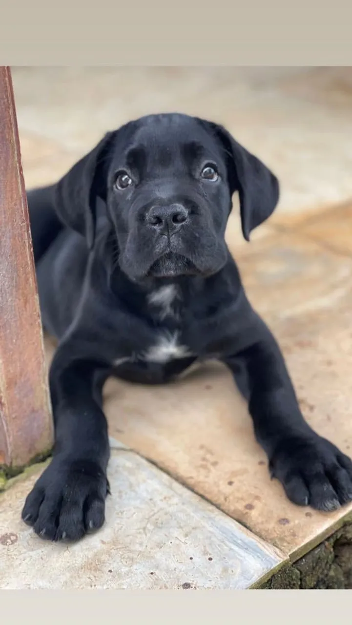 Filhotes de Cane Corso (Preto Macho/Fêmea) - em 10x no cartão ou pix