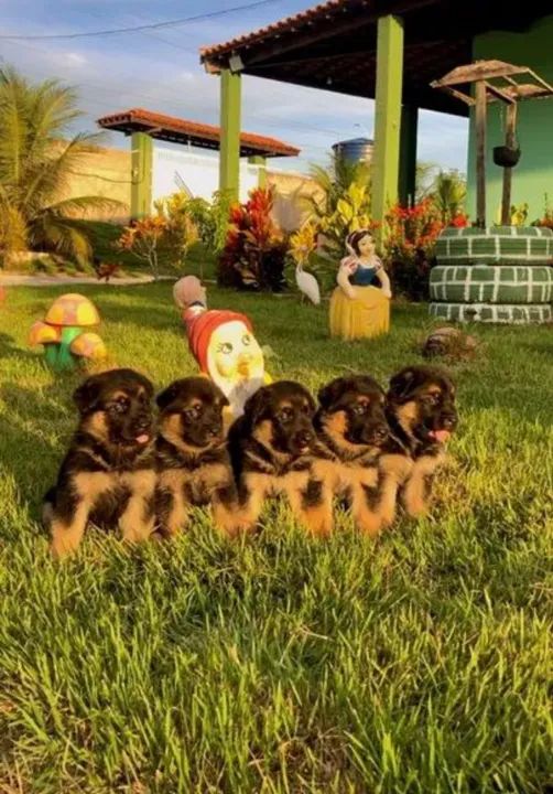 Filhotes de Pastor Alemão - Foto 5