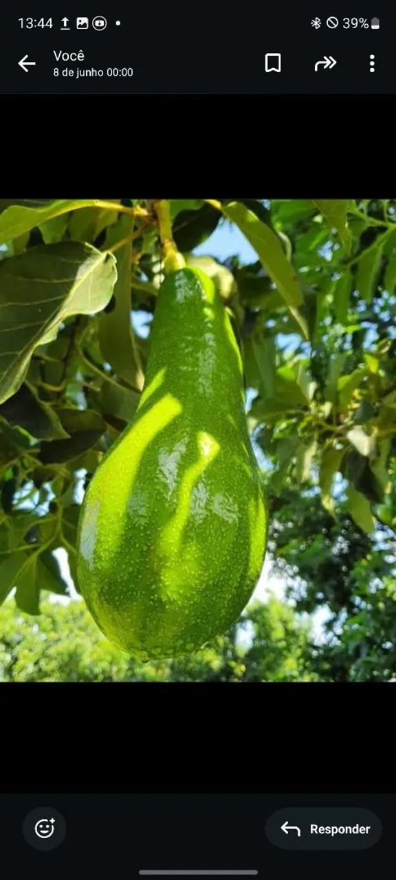 Muda de Abacate - Producao Garantida! - Foto 2