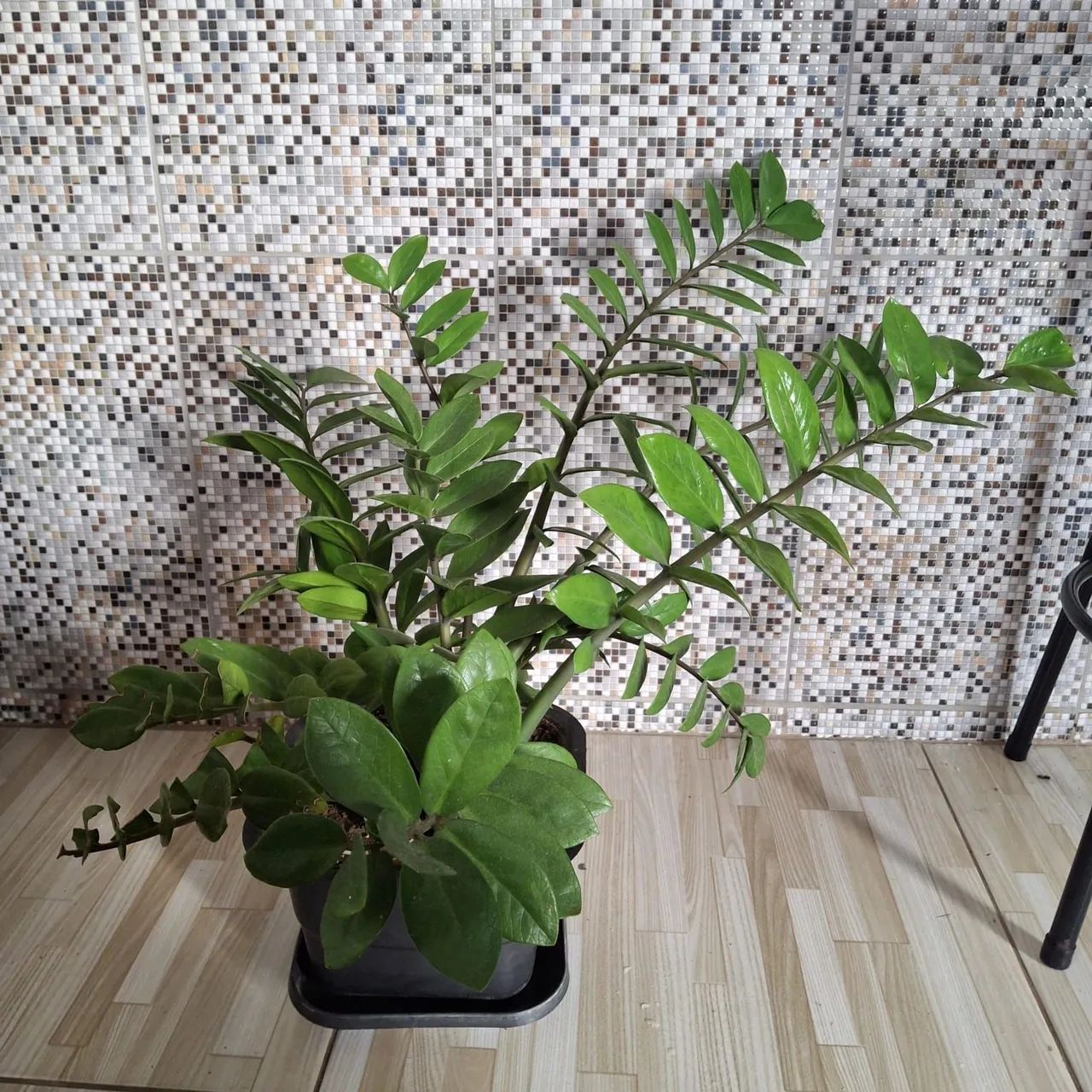 Planta ZZ - Zamioculcas Zamiifolia - Foto 2