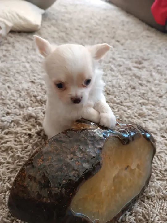 Chihuahua Fofo Procurando Lar - Foto 3