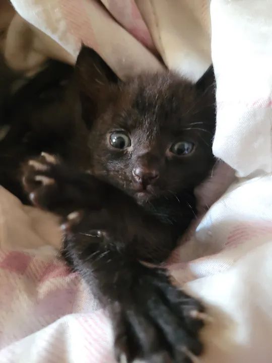 Doa-se Gatinhos pretos