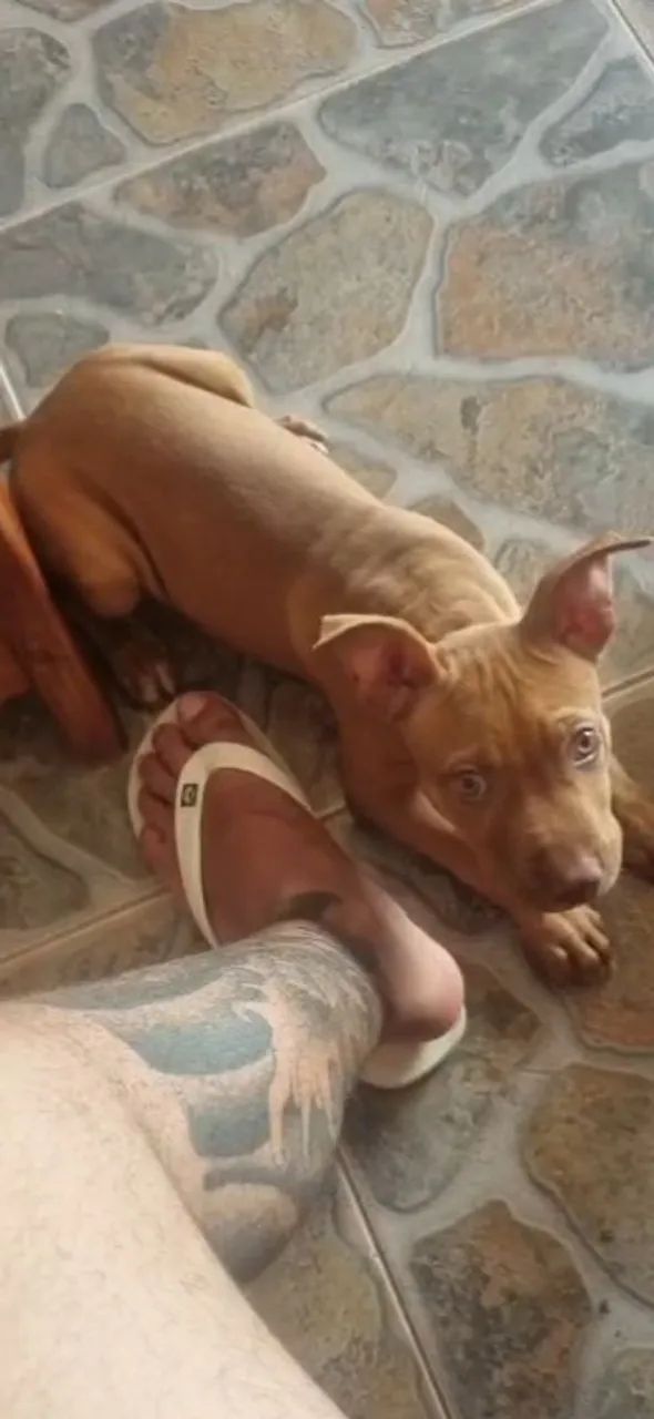 Pit monster fêmea pura