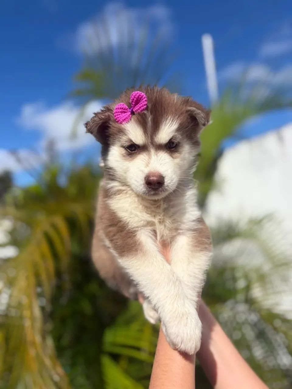 Fêmea de Husky Siberiano 