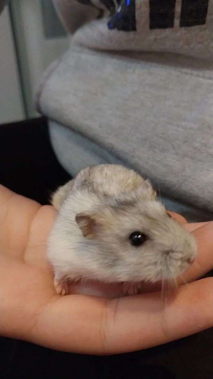 Hamster anão russo  - Foto 3