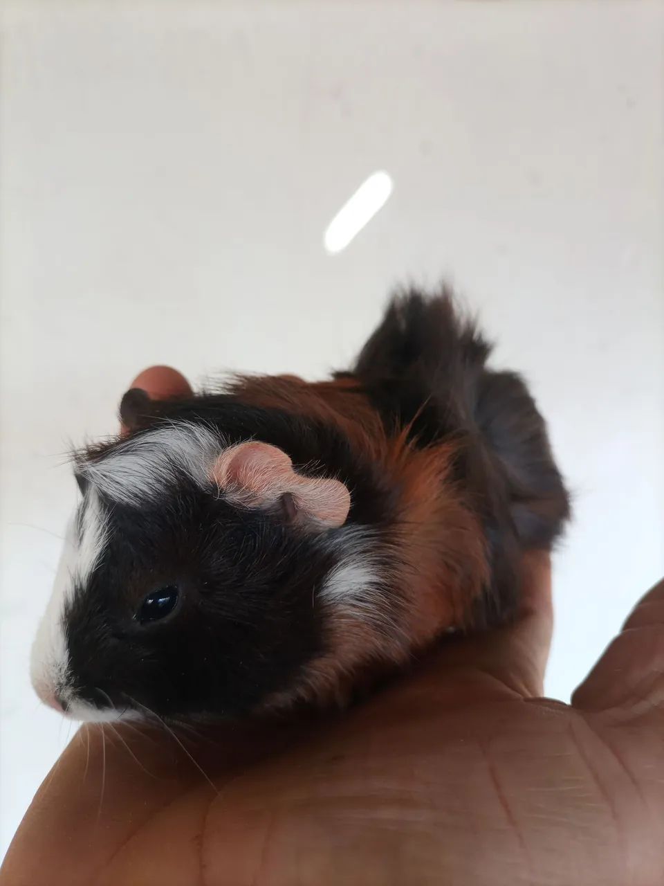 Porquinho da índia  - Foto 4