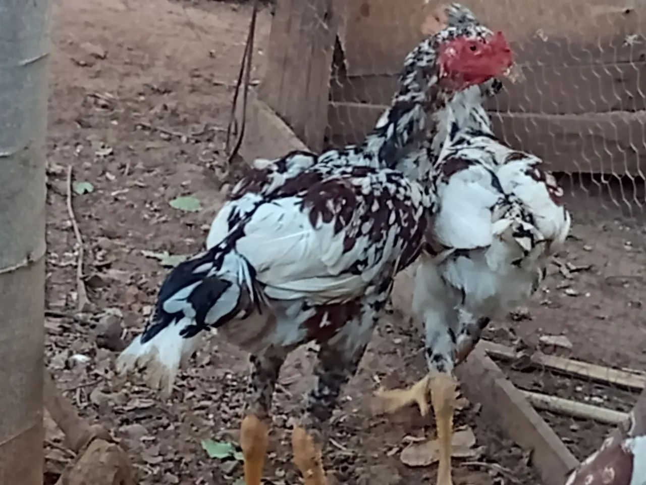 Frango indo mil flores  - Foto 4
