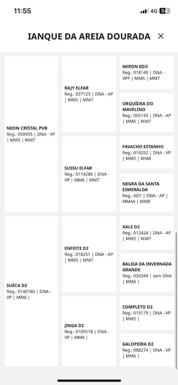 Potro Mangalarga Machador  - Foto 4