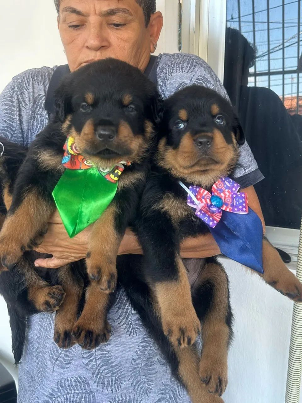 Rottweiler cabeça de Touro com pedigree  - Foto 4