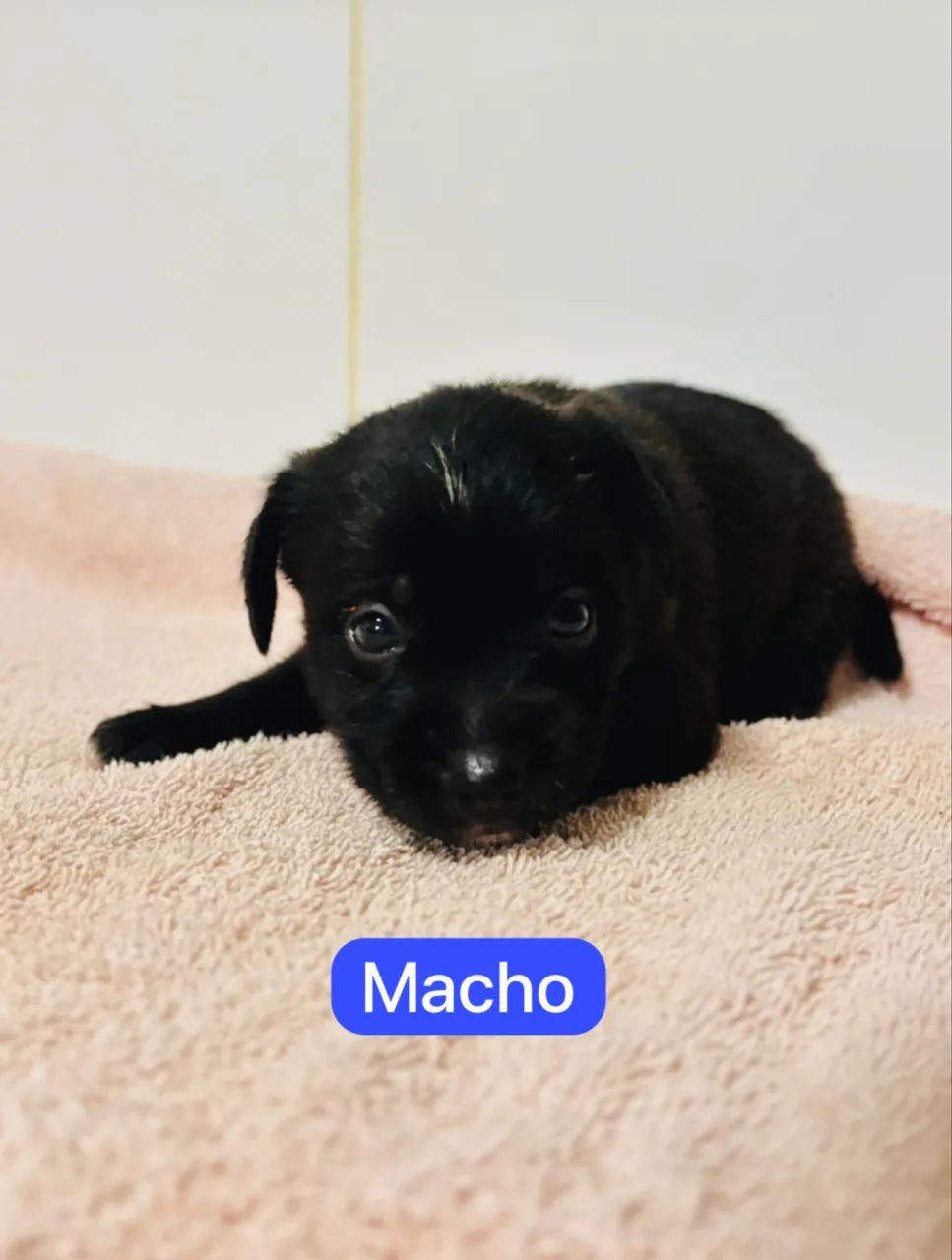 Doação filhotinhos - Foto 3