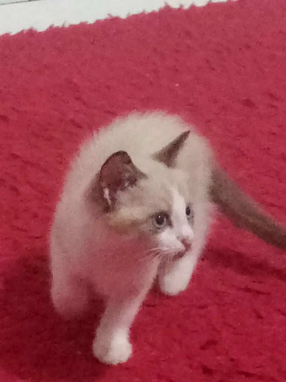 Gatinha