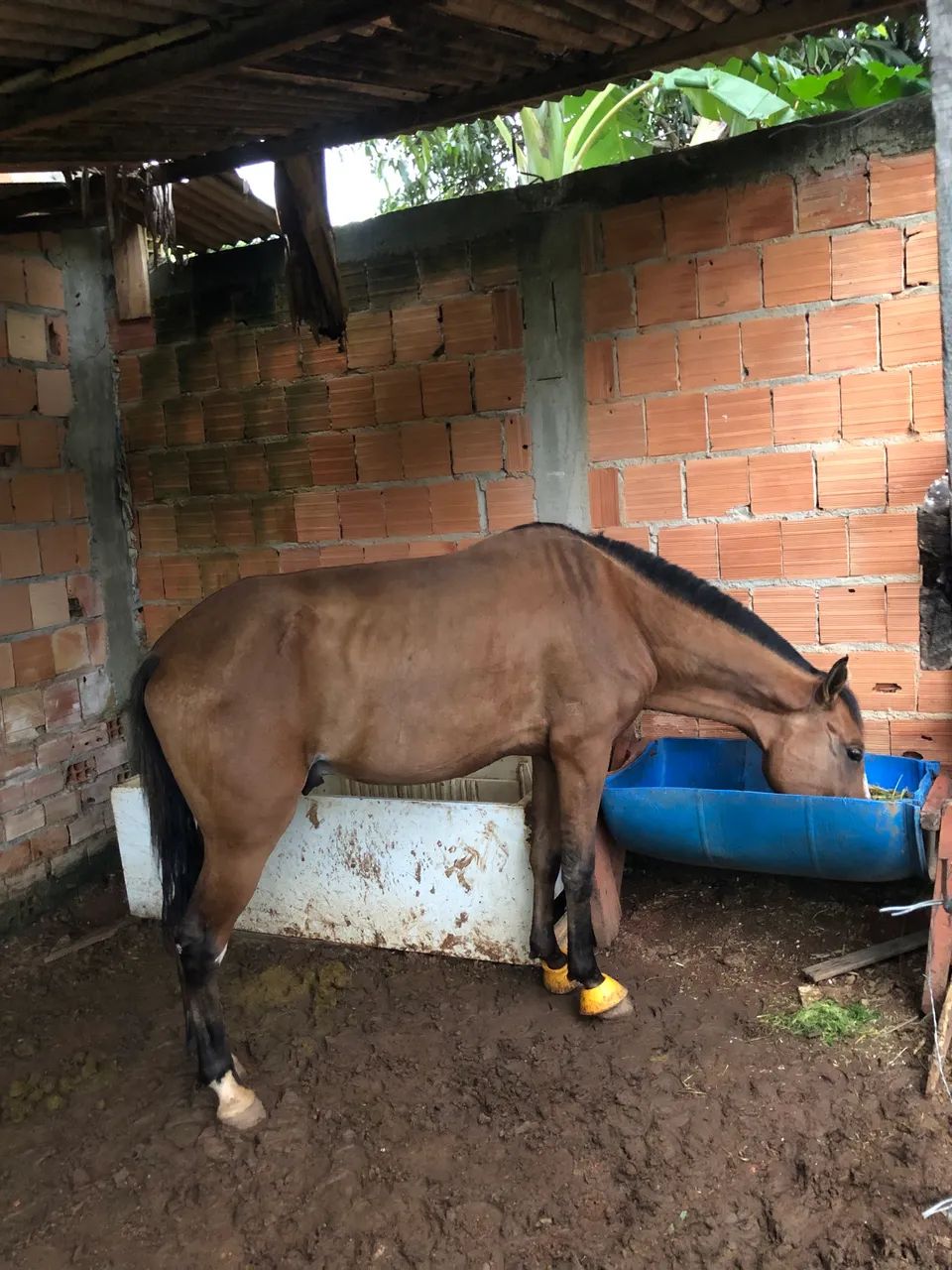 Cavalo novo barato, manso pra criança anda puxou carroça duas vezes de primeira  - Foto 3