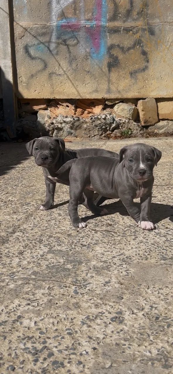 Filhotes de Pit monster  - Foto 2