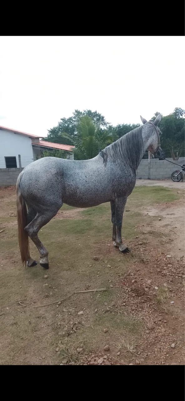 Égua MM cavalo - Foto 3