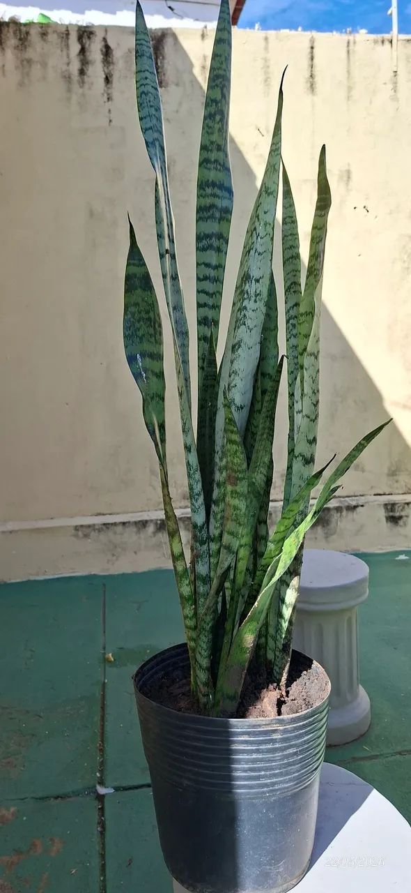 Vaso de espadas 103cm