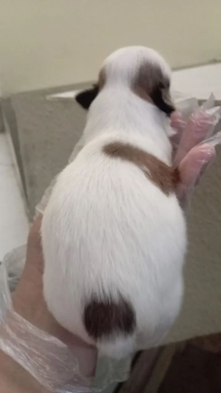 Shitzu 