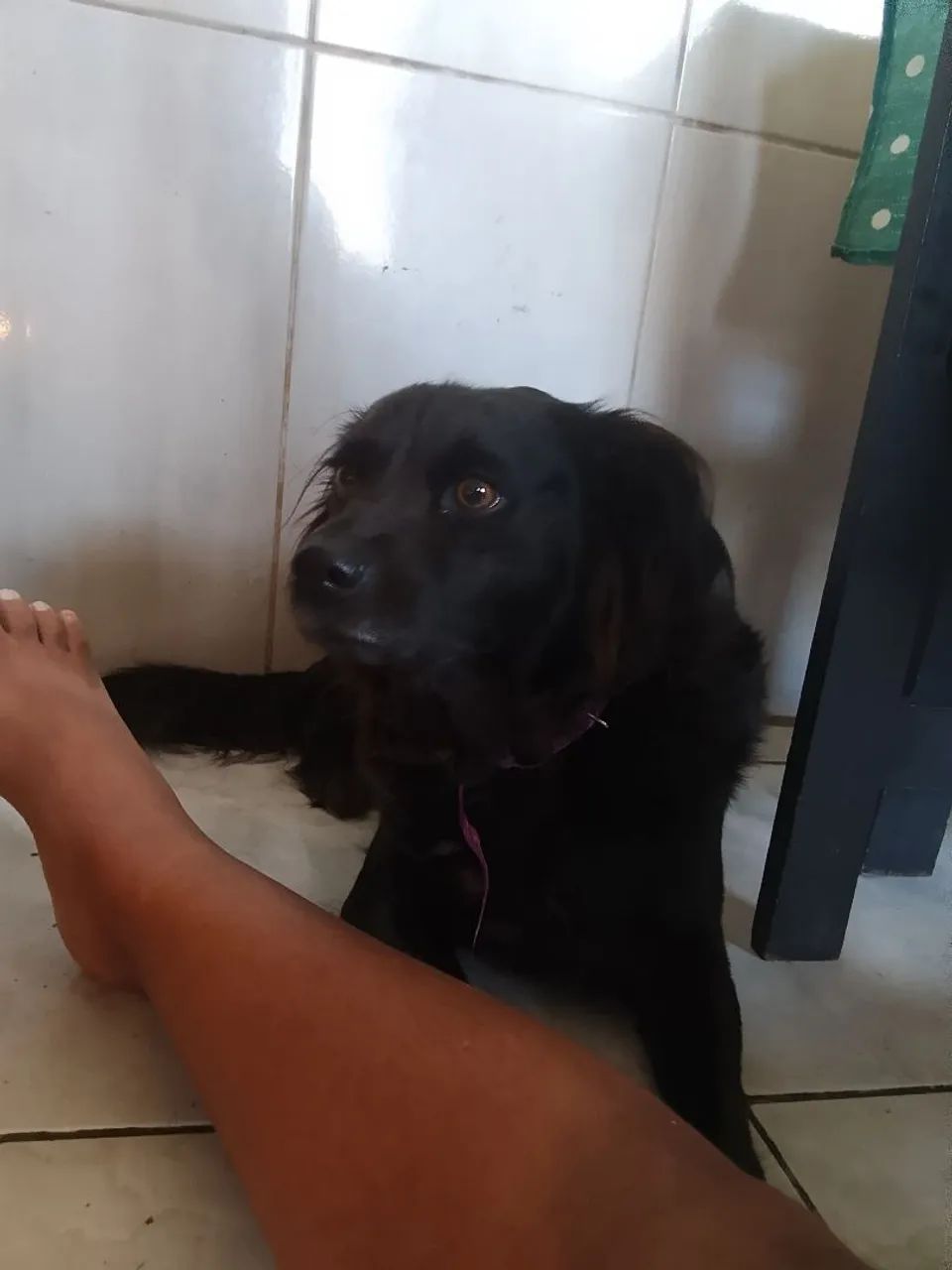 Estou dando fêmea 