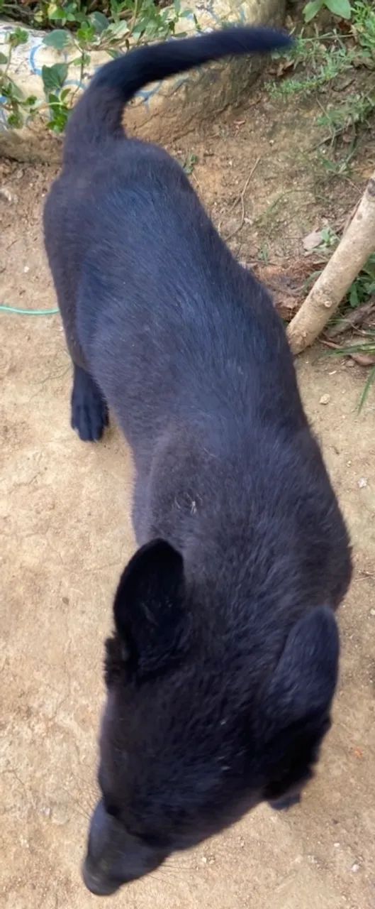 Cães Pastor Especiais - Foto 4