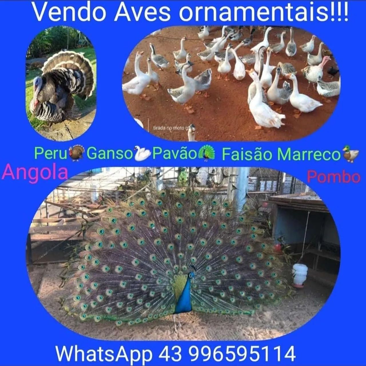 GANSO - Foto 4