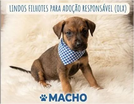 Lindos filhotes para adoção 