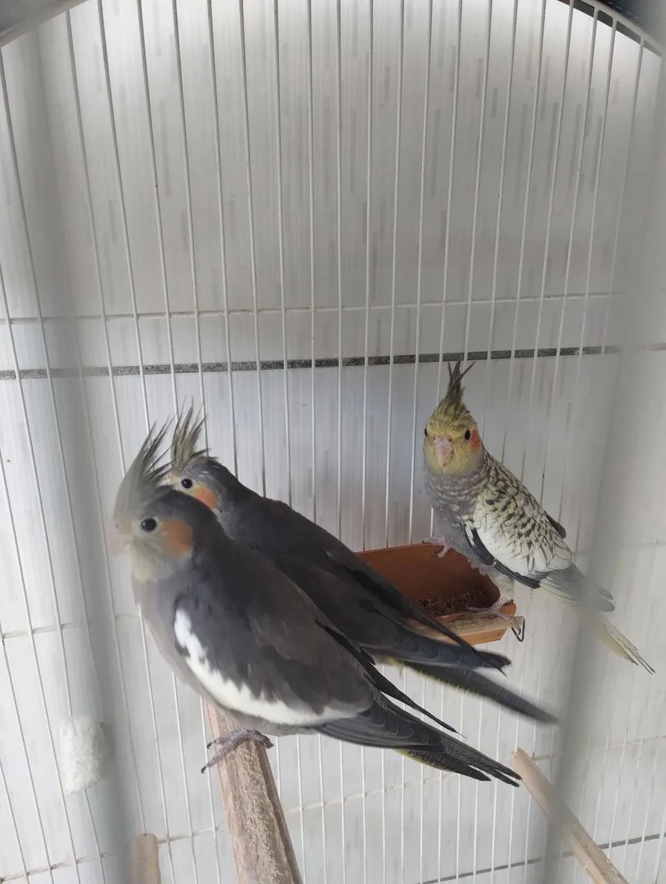 Animal  - Foto 2