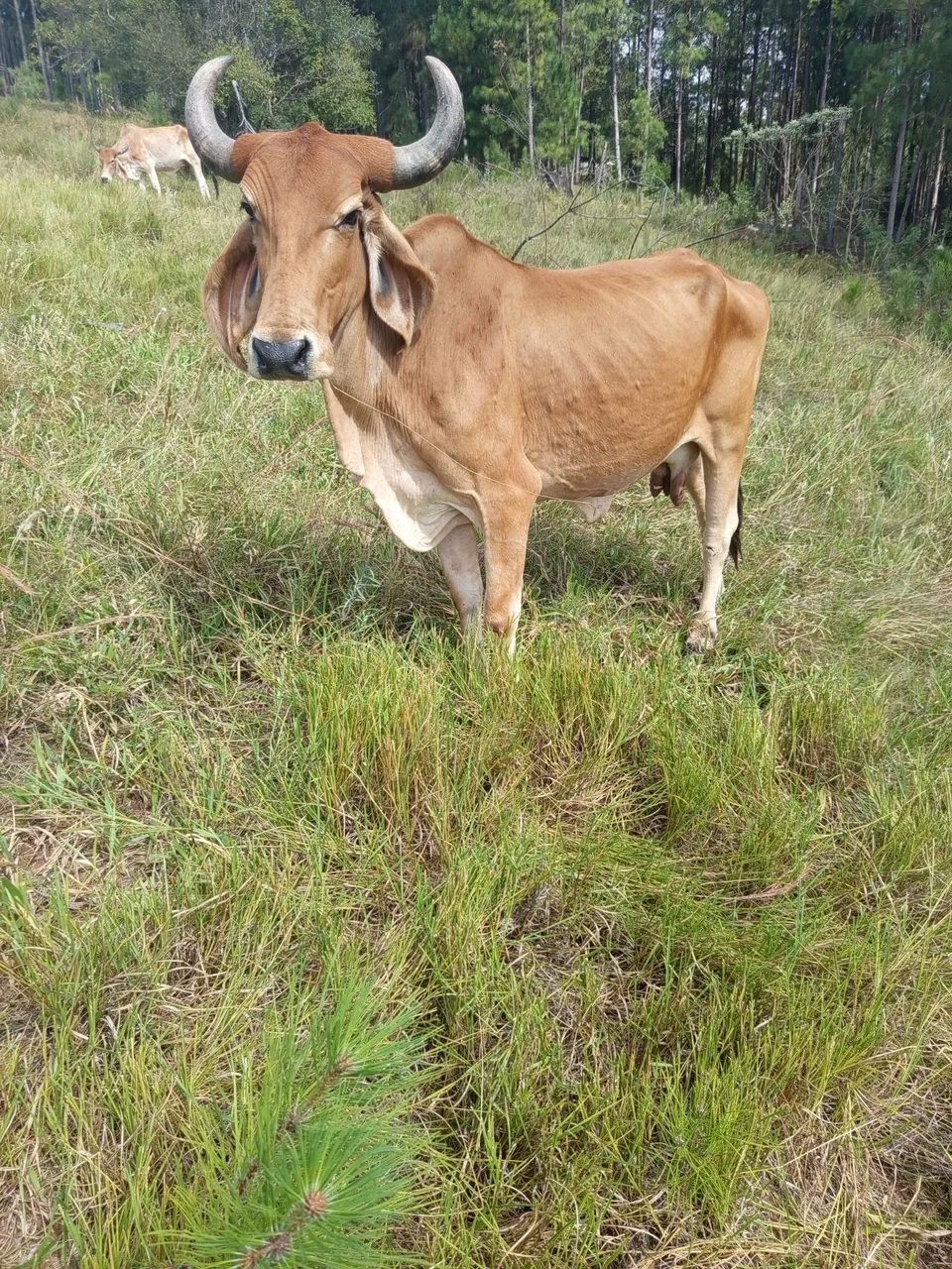Vaca gir com indubrasil  - Foto 2