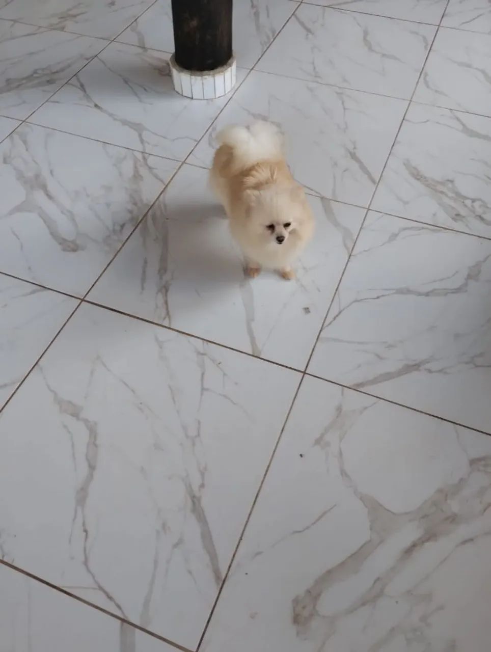 Lulu da pomeranea 