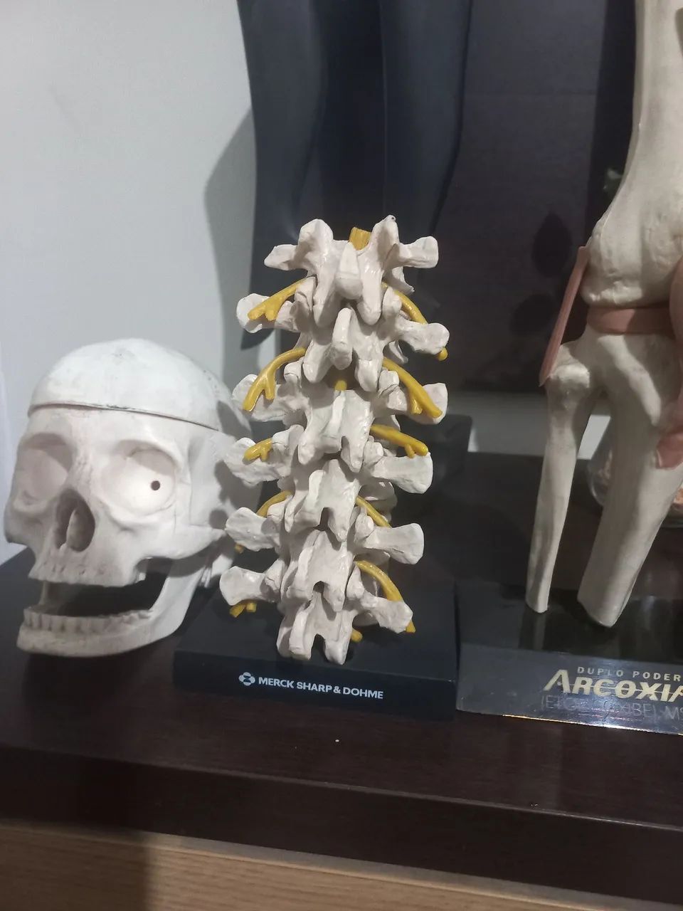 Peças de anatomia  - Foto 4