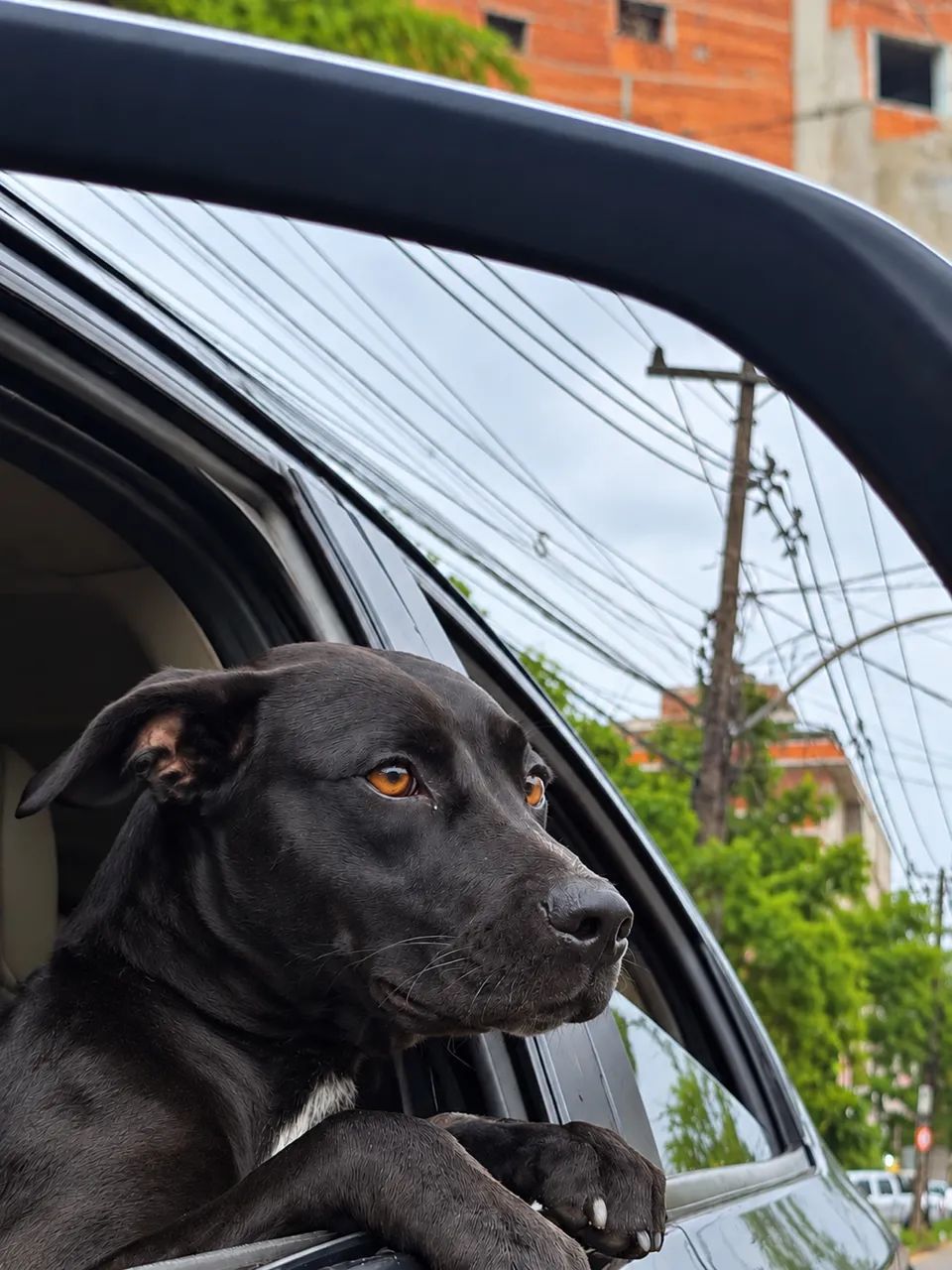 Cadela para adoção  - Foto 2