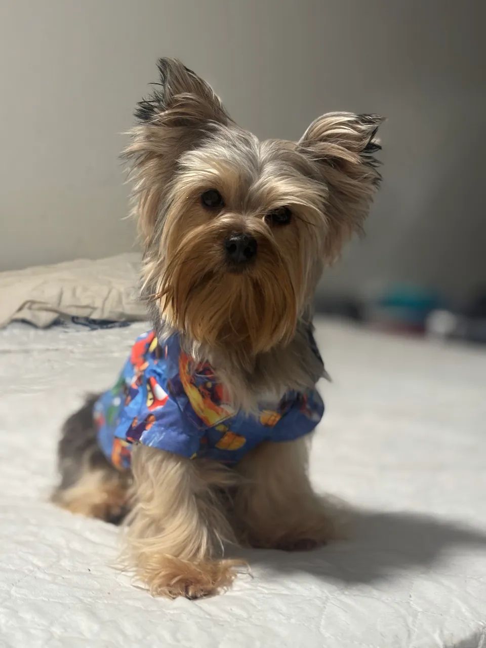 Filhotes de yorkshire terrier - Foto 2