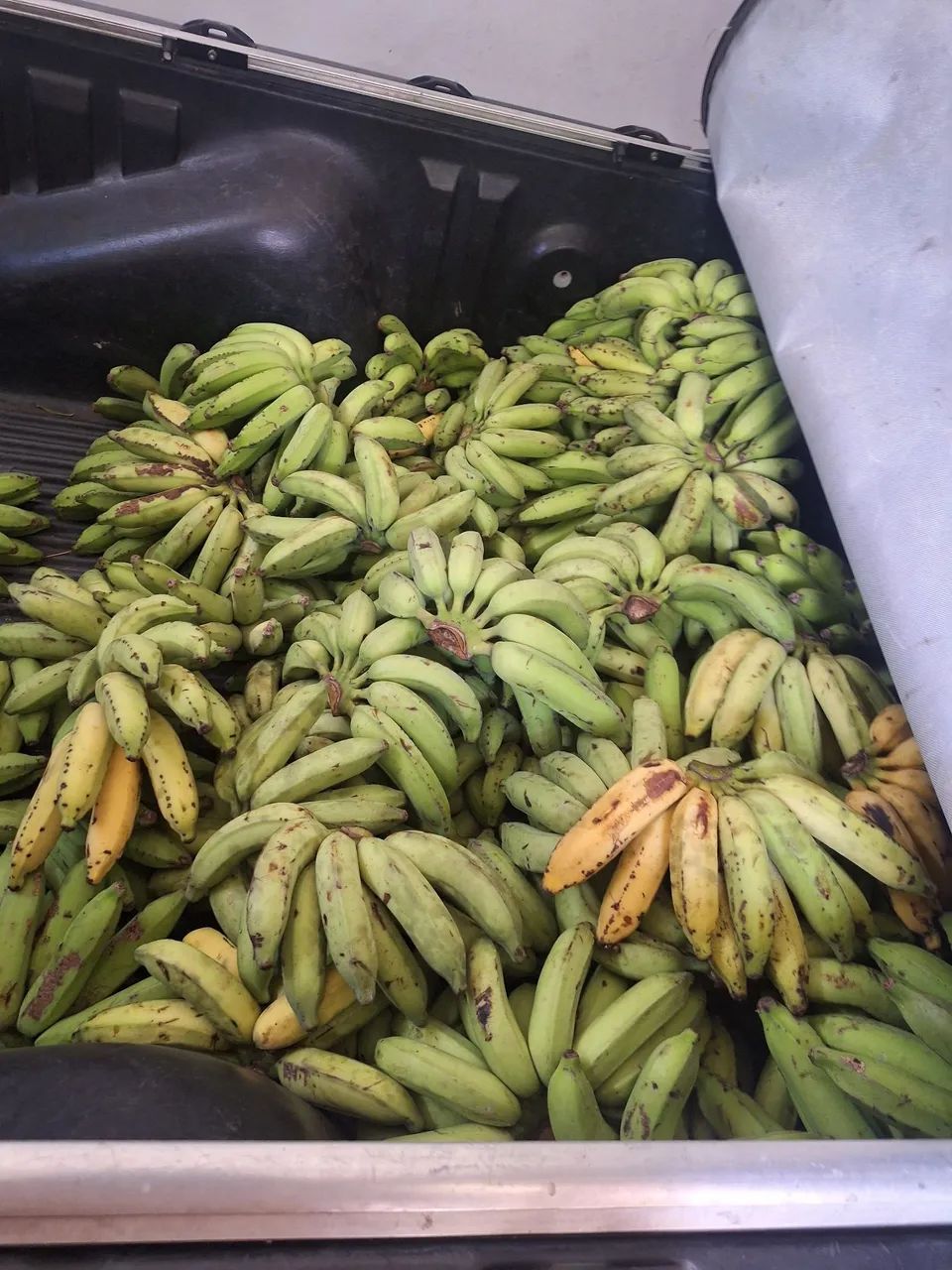 Frutas da Serra de Aratanha.