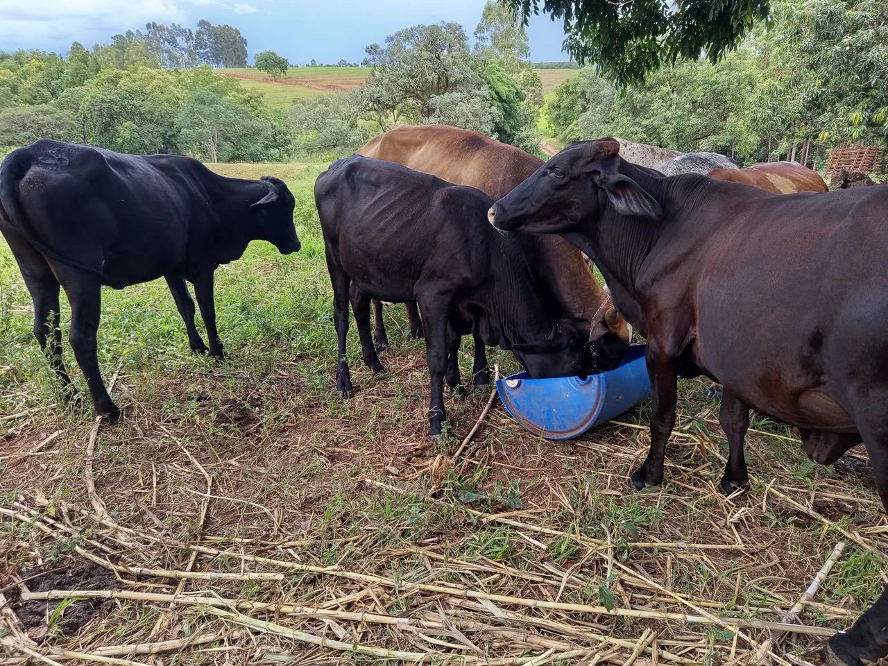 Novilhas Girolandas leiteiras - Foto 2