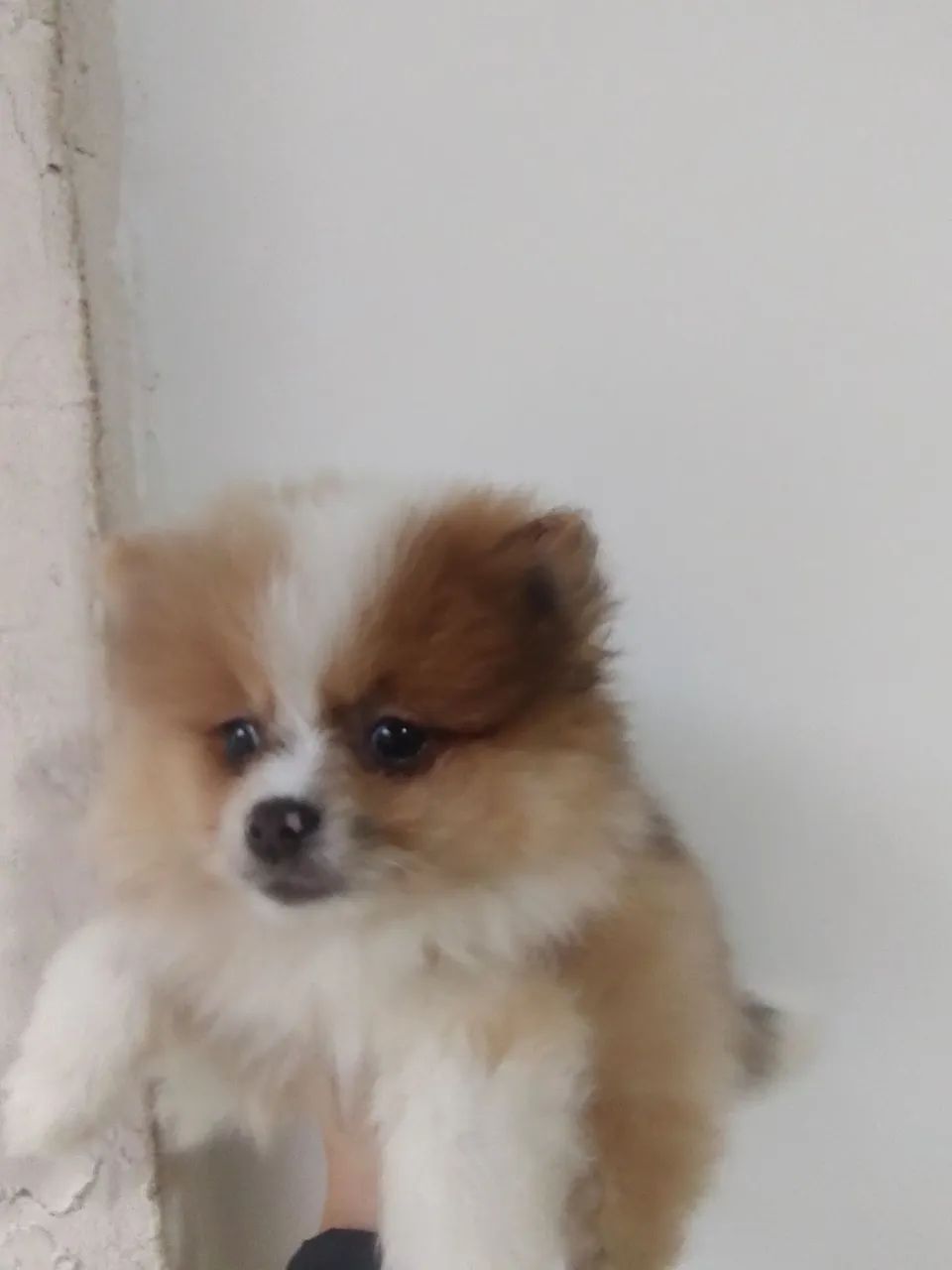 Spitz alemão anão 