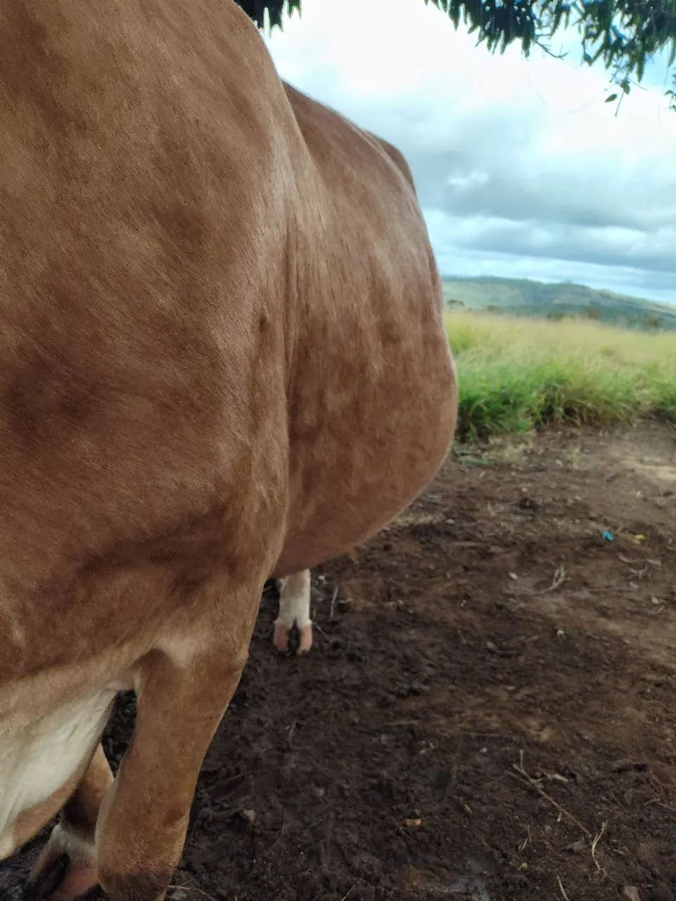 Vendo essa vaca  - Foto 2