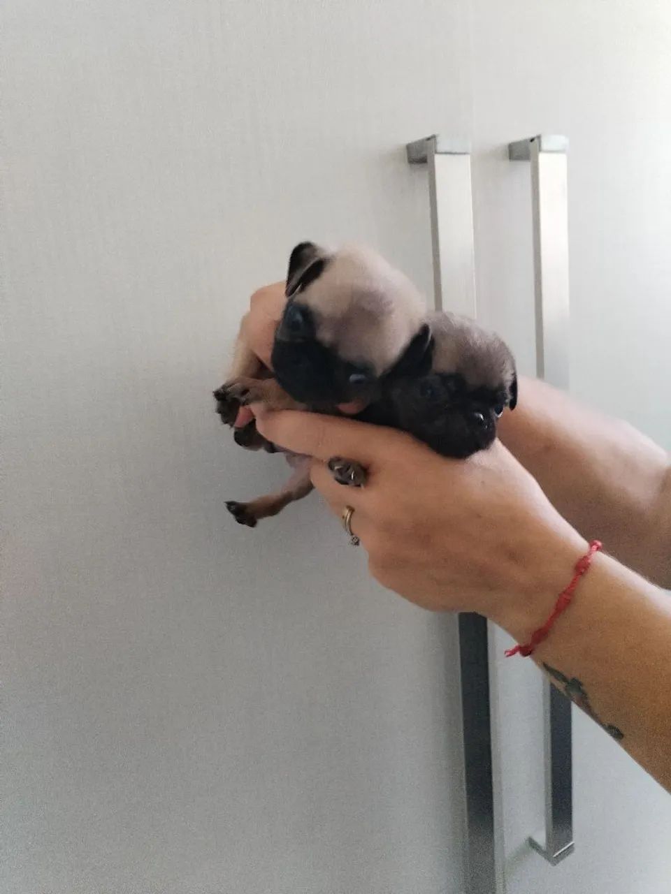 Cachorro - Foto 3