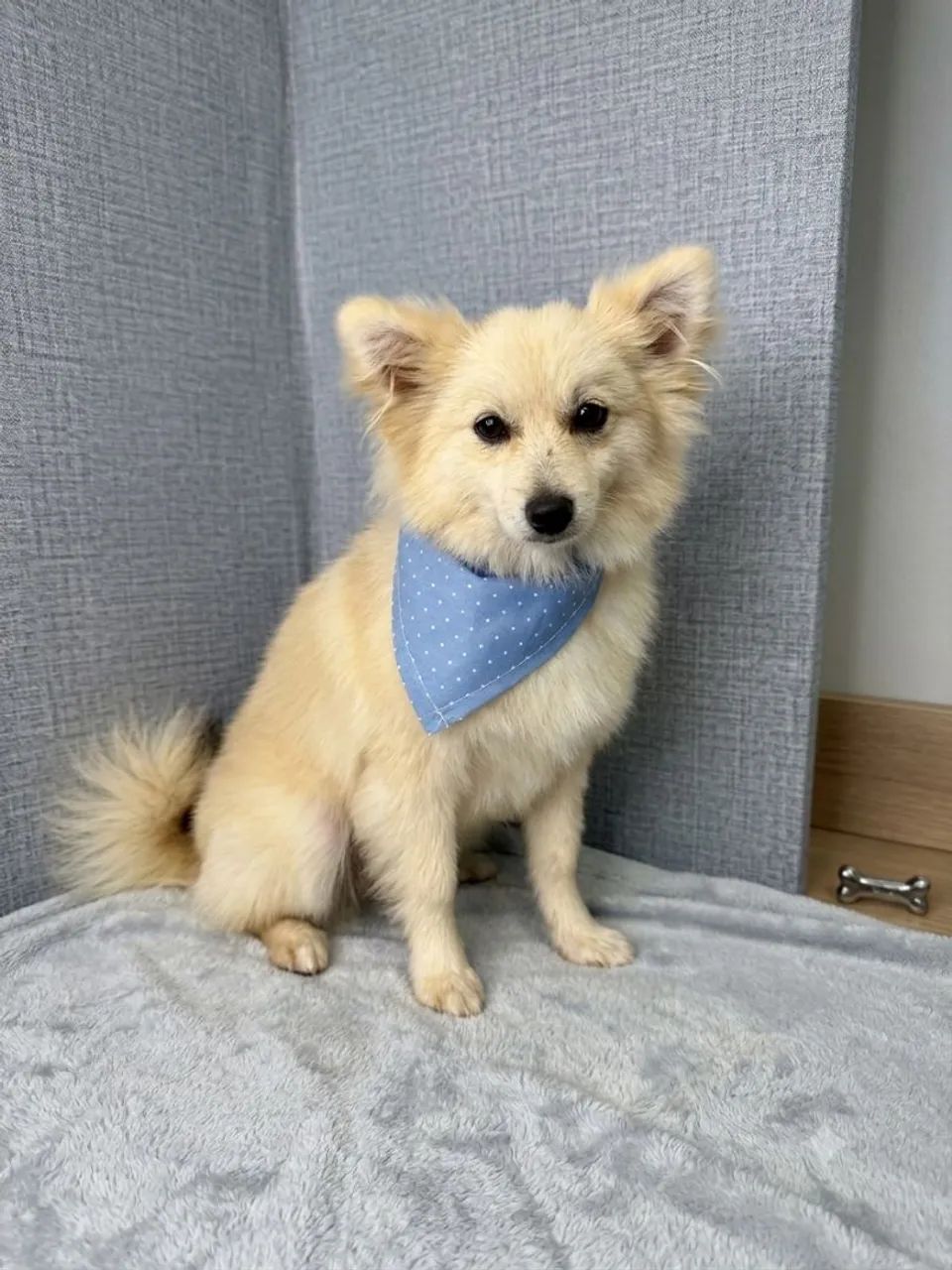 Spitz alemão macho  - Foto 2