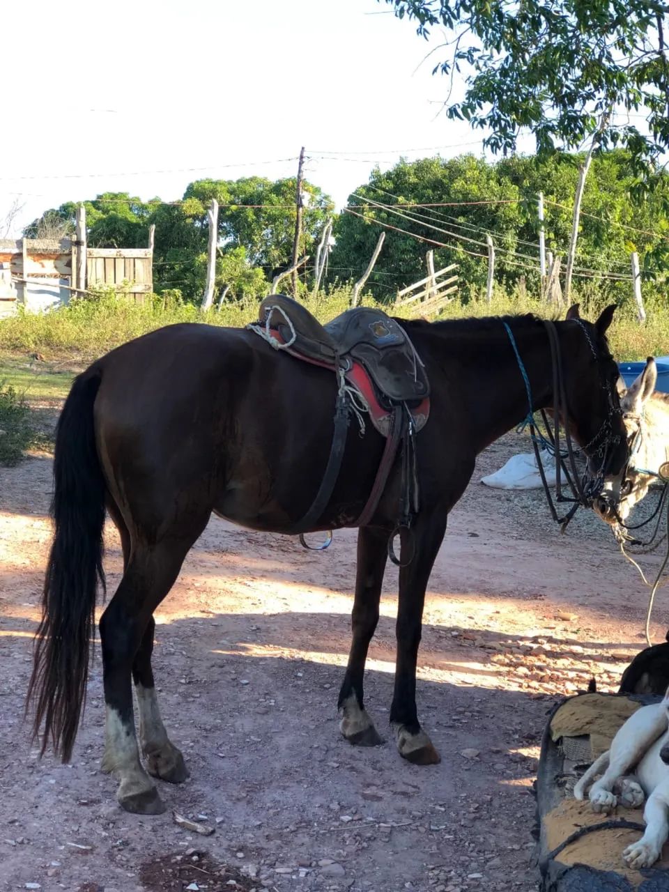 Cavalo bom de tudo  - Foto 3