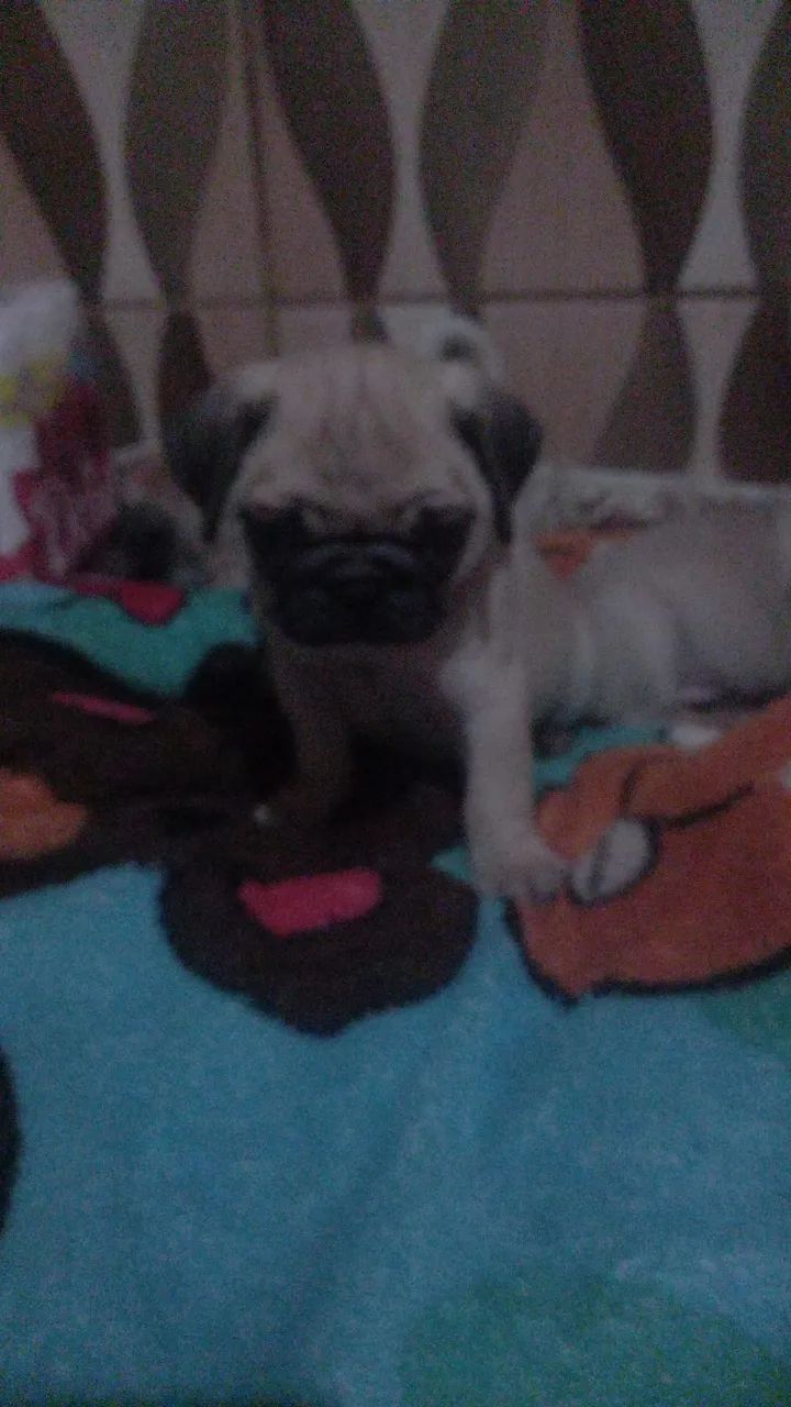 Lindos bb pug - Foto 2